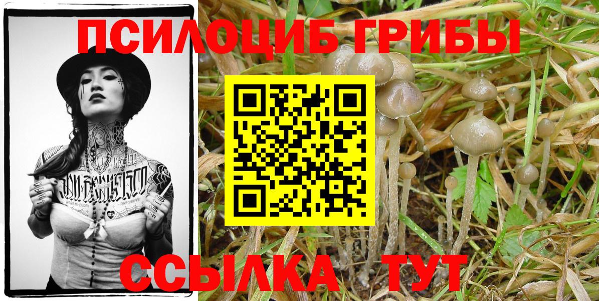 Галлюциногенные грибы Psilocybine cubensis Новокузнецк